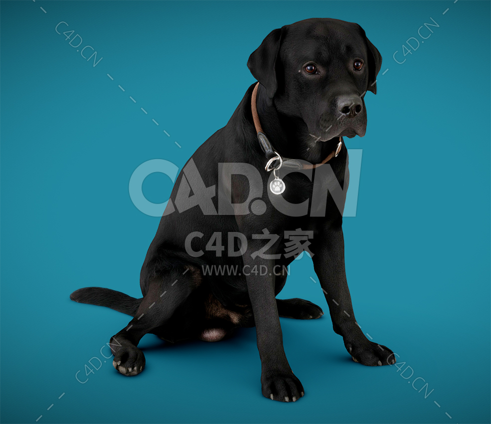 C4D大黑狗动物模型DOGs_SixPack - C4D之家 - 09.jpg