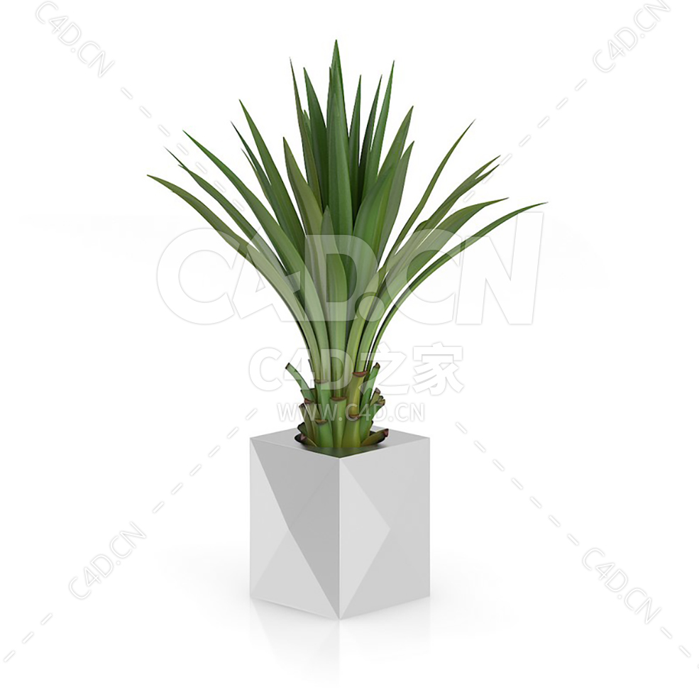C4D露兜树办公室客厅盆栽绿植模型 - C4D之家 - 22.jpg