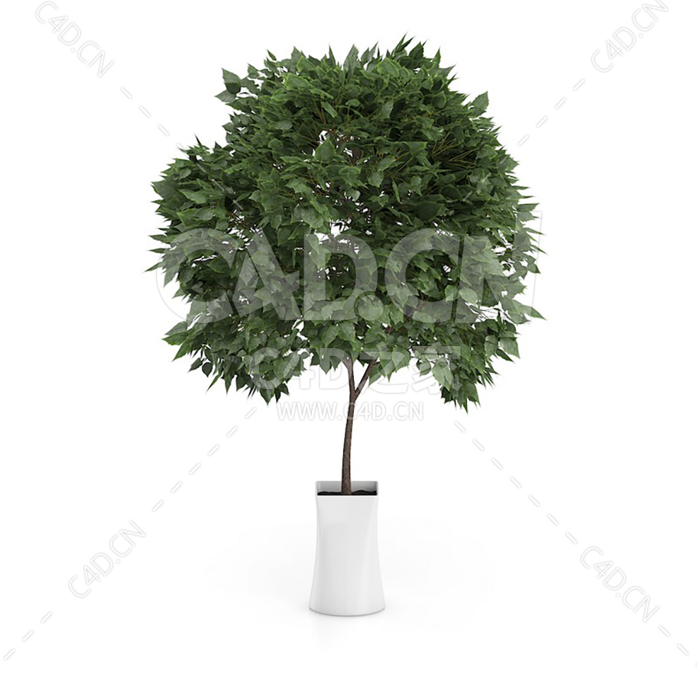 C4D三角槭办公室客厅盆栽绿植模型 - C4D之家 - 21.jpg