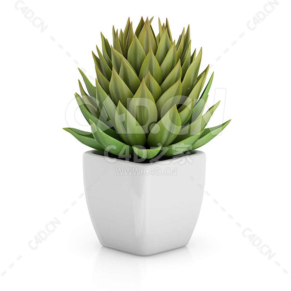 C4D多肉植物东云办公室客厅盆栽绿植模型 - C4D之家 - 23.jpg