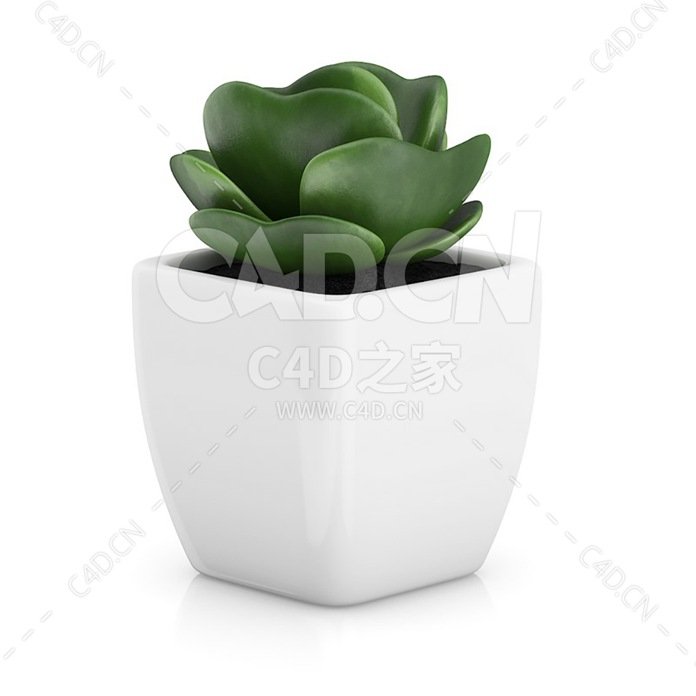 C4D多内植物观音莲金钱木办公室客厅盆栽绿植模型 - C4D之家 - 24.jpg