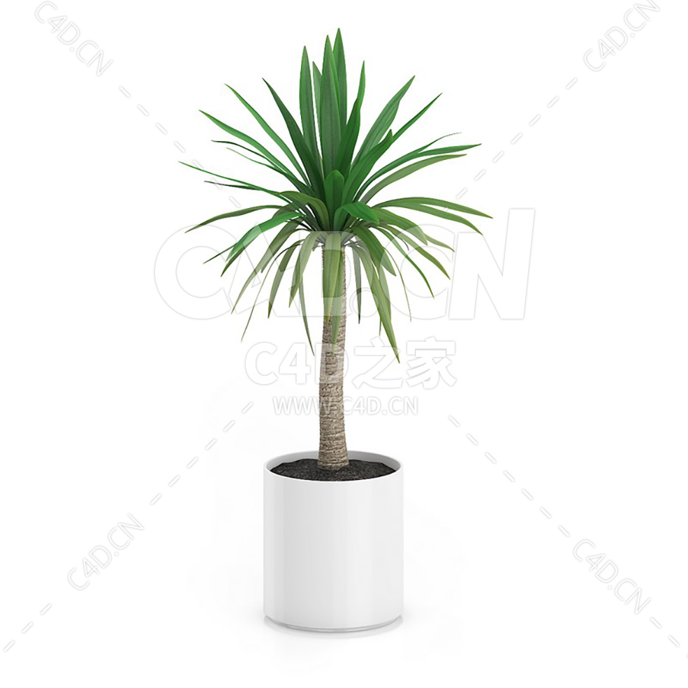 C4D荷兰铁办公室客厅盆栽绿植模型 - C4D之家 - 25.jpg