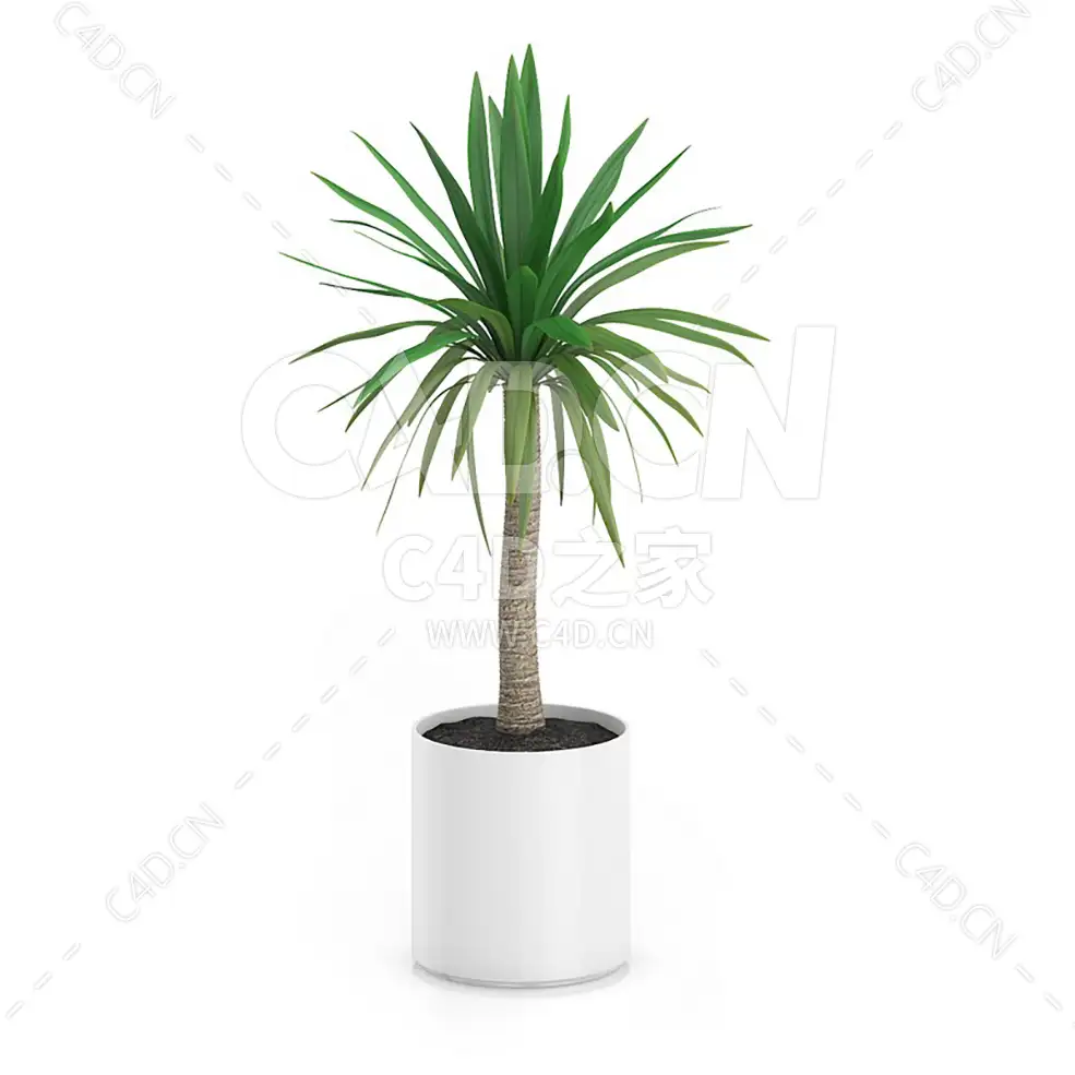 C4D荷兰铁办公室客厅盆栽绿植模型 - C4D之家 - 25.jpg