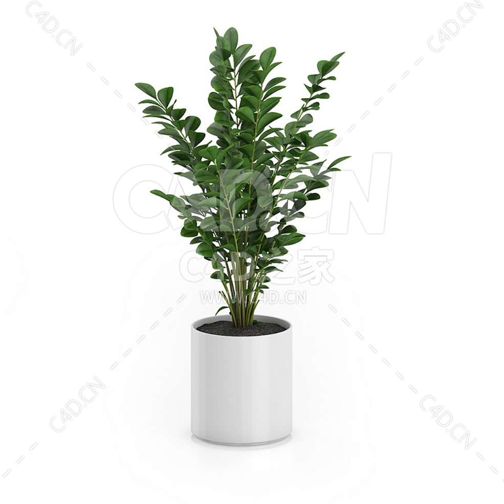 C4D金钱树办公室客厅盆栽绿植模型 - C4D之家 - 26.jpg