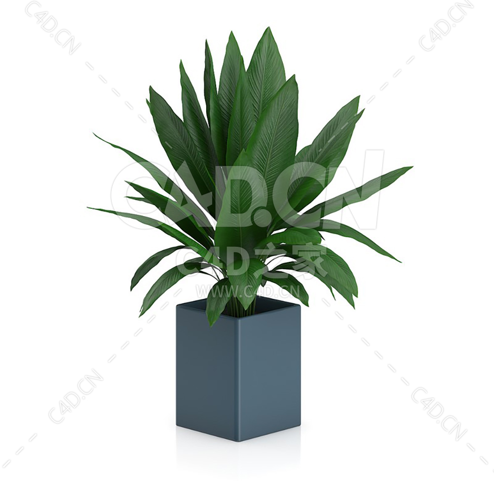 C4D苏铁办公室客厅盆栽绿植模型 - C4D之家 - 28.jpg