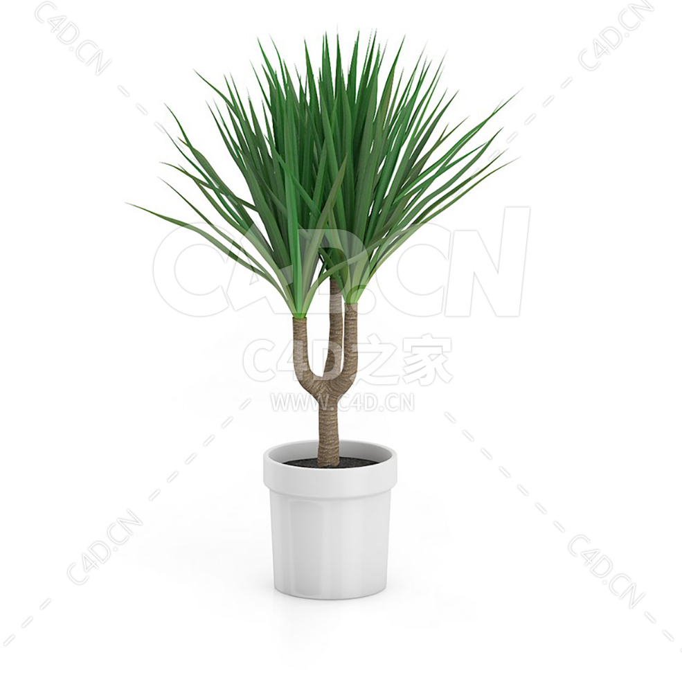 C4D龙血树办公室客厅盆栽绿植模型 - C4D之家 - 27.jpg