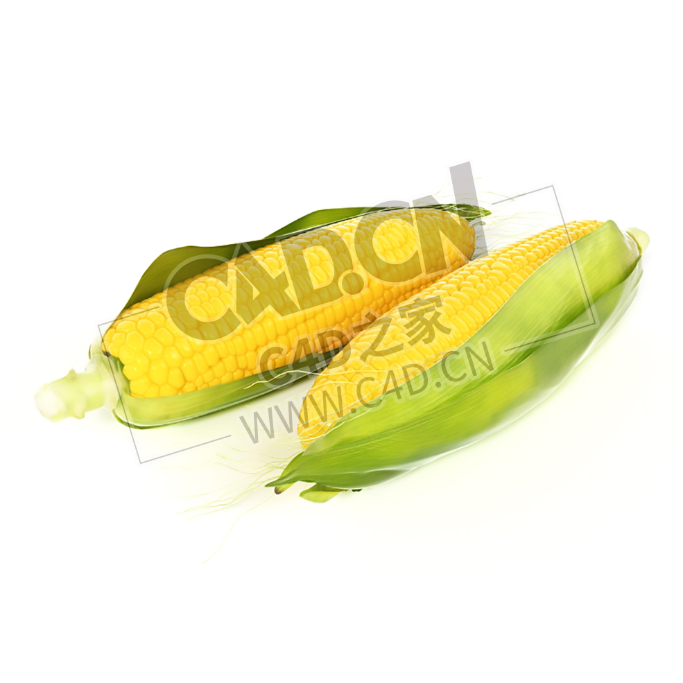 新鲜的玉米棒带皮的糯玉米C4D模型 Corn - C4D之家 - 006.jpg