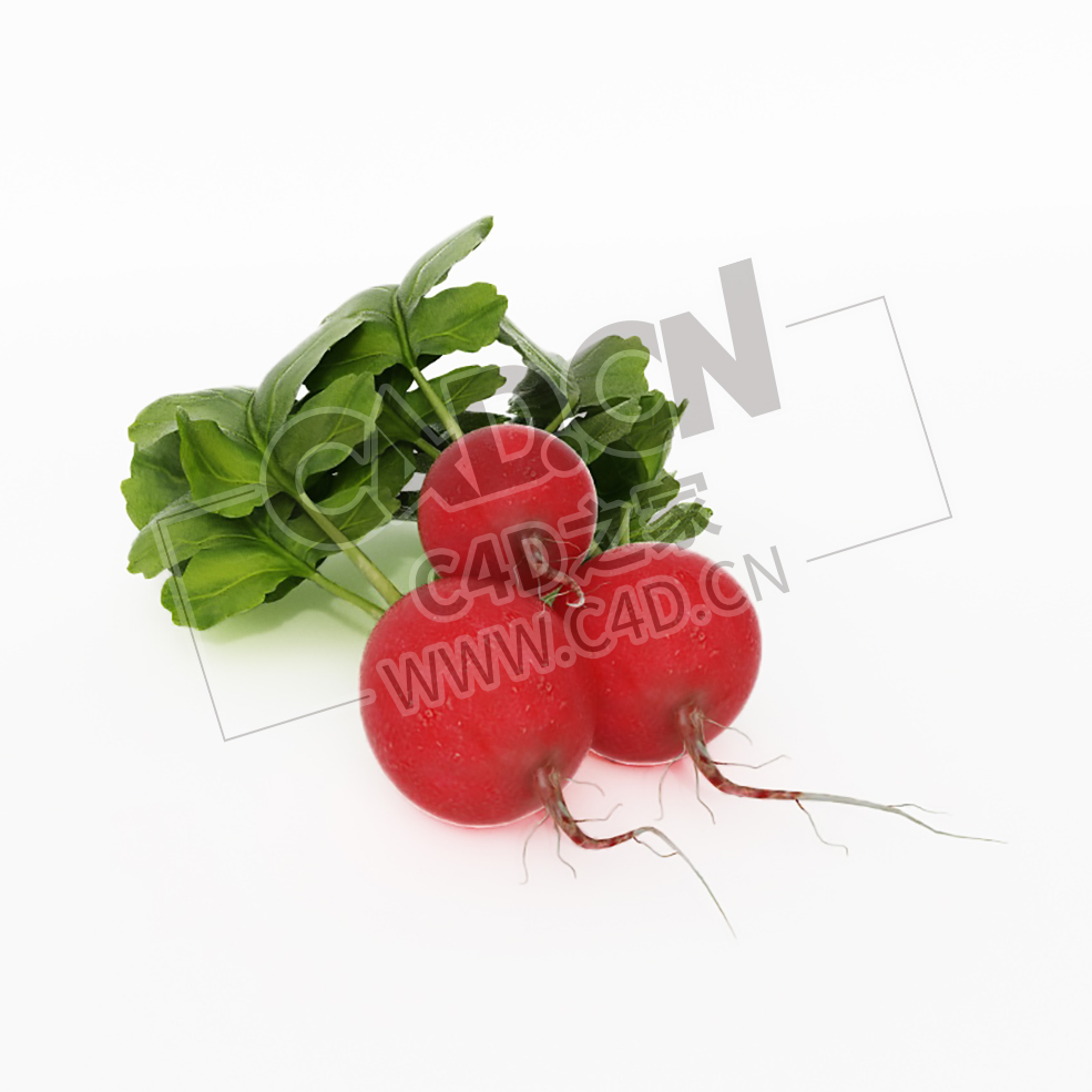 红皮水萝卜蔬菜C4D模型 Water radish - C4D之家 - 009.jpg