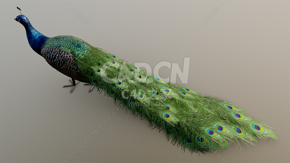 C4D孔雀鸟类动物模型（未开屏） - C4D之家 - 55.jpg