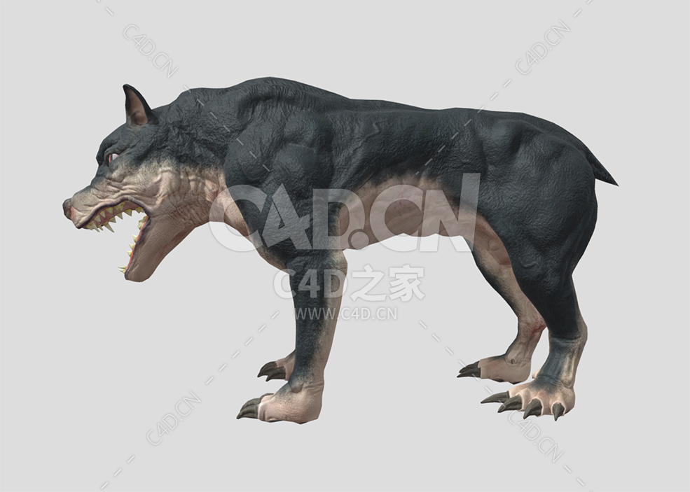 C4D肌肉恶霸犬动物模型下载 - C4D之家 - 40-2.jpg