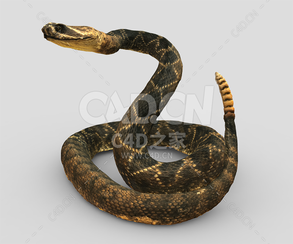 C4D响尾蛇动物模型下载 - C4D之家 - 37.jpg