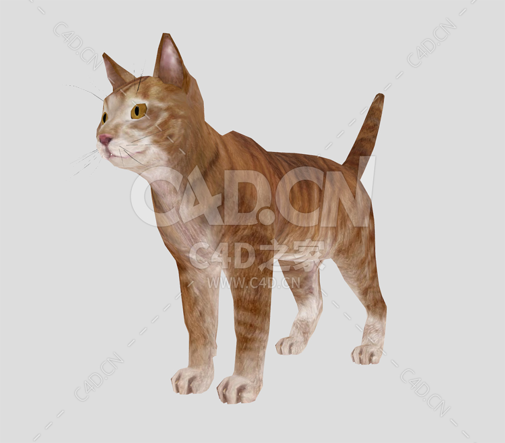 C4D可爱大黄猫橘猫动物模型下载 - C4D之家 - 39.jpg
