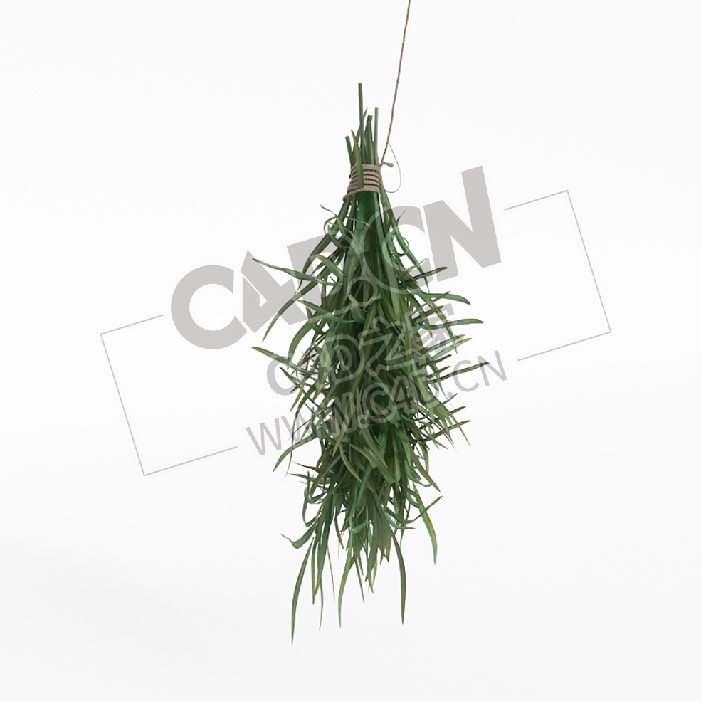 一捆菖蒲药食植物C4D模型 calamus - C4D之家 - 039.jpg