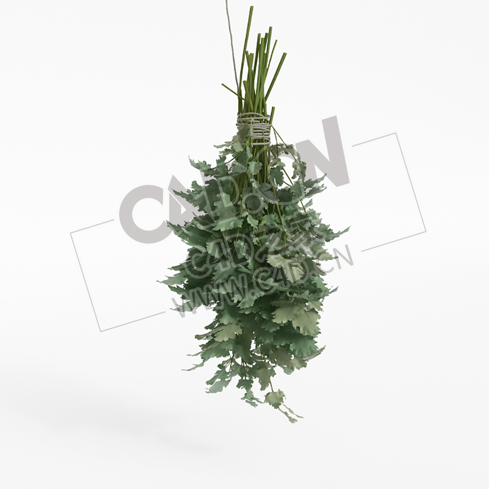 绳子捆绑的蔬菜调味品香菜C4D模型 coriander - C4D之家 - 038.jpg