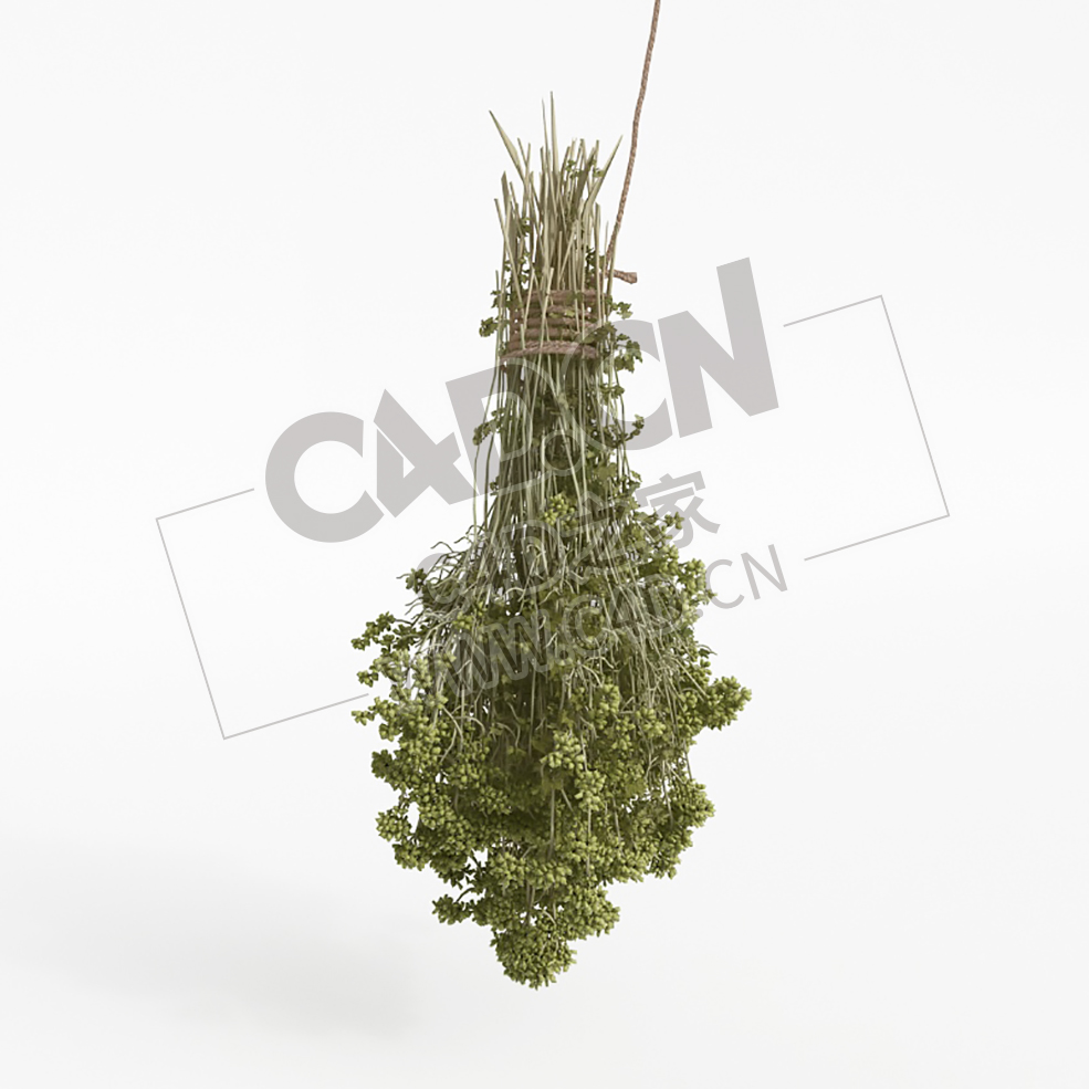一捆欧芹荷兰芹植物C4D模型 parsley - C4D之家 - 040.jpg