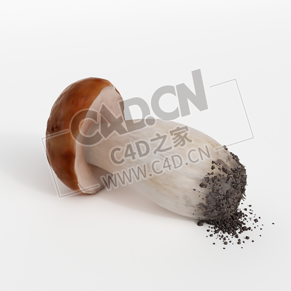 刚挖出来的新鲜松茸带土的蘑菇C4D模型 Tricholoma matsutake mushroom - C4D之家 - 044.jpg