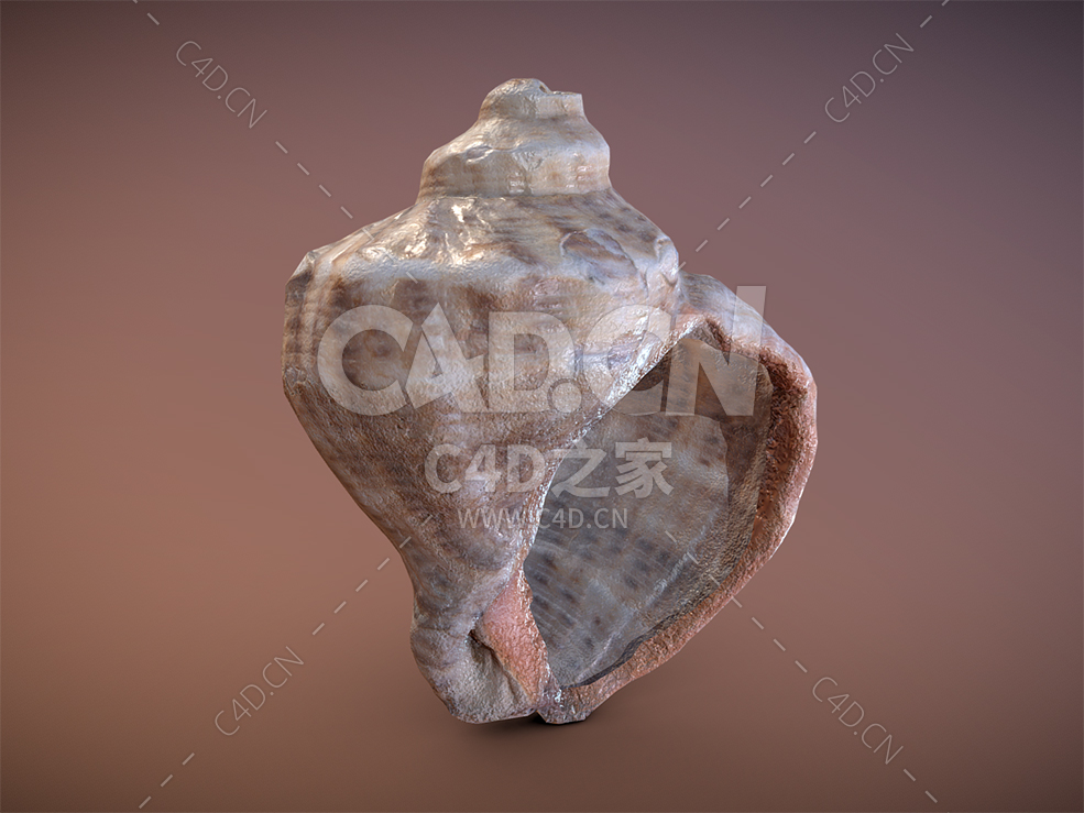 C4D高精度海螺贝壳海洋生物模型下载 - C4D之家 - 07.jpg