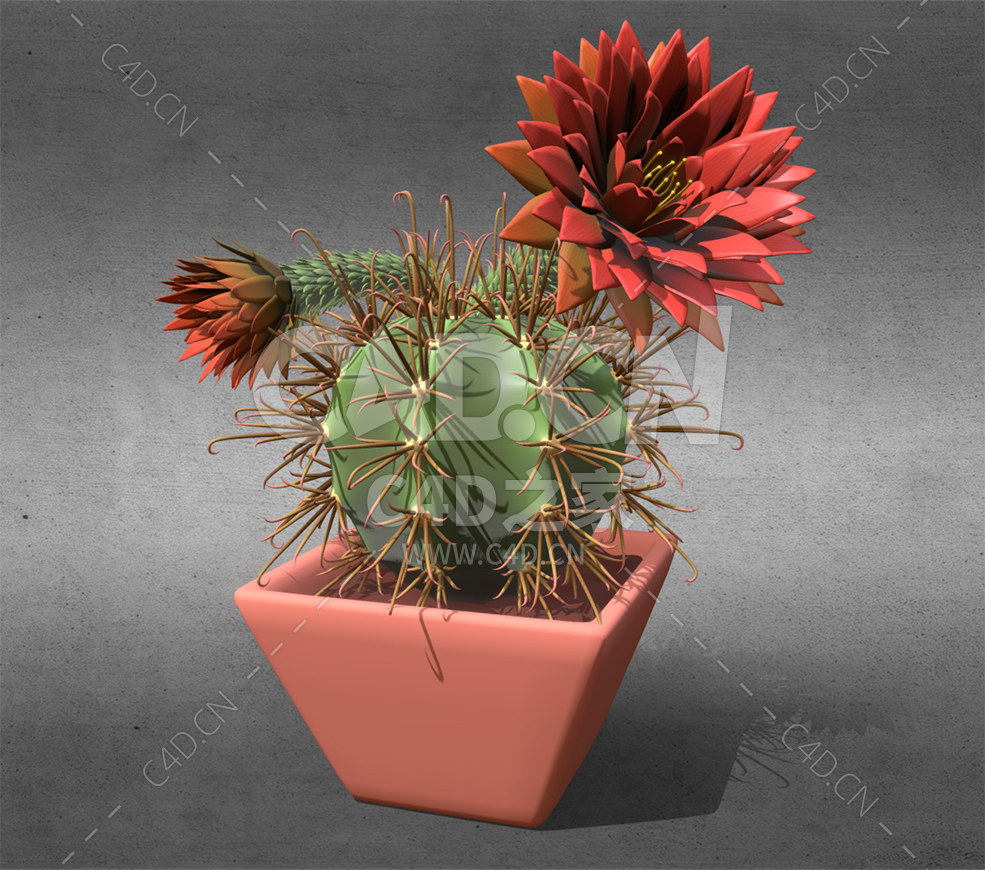 C4D开花的仙人球盆栽植物模型下载 - C4D之家 - 26.jpg