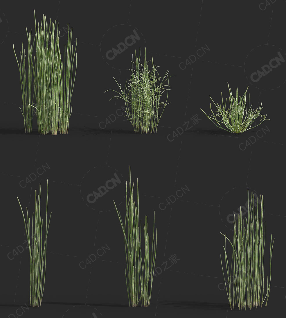 木贼草节骨草千峰草锉草笔头草笔筒草接骨草马人参C4D植物模型Equisetum hyemale - C4D之家 - MT_PM_V69_Equisetum_hyemale_01_01------03.jpg