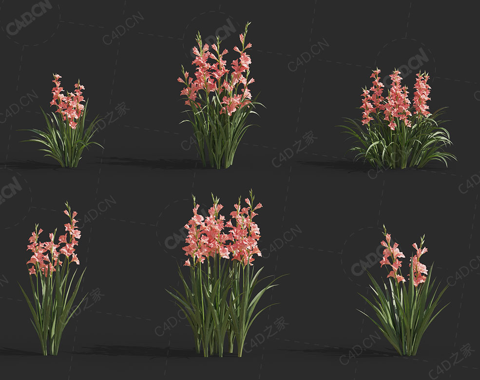 唐菖蒲菖兰剑兰扁竹莲十样锦十三太保花卉植物C4D模型 Gladiolus gandavensis
