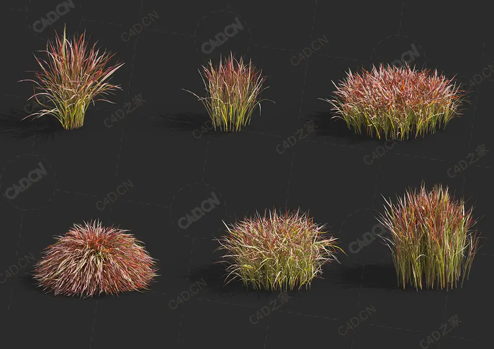 观赏草日本血草血茅草C4D植物模型Imperata cylindrical Rubra