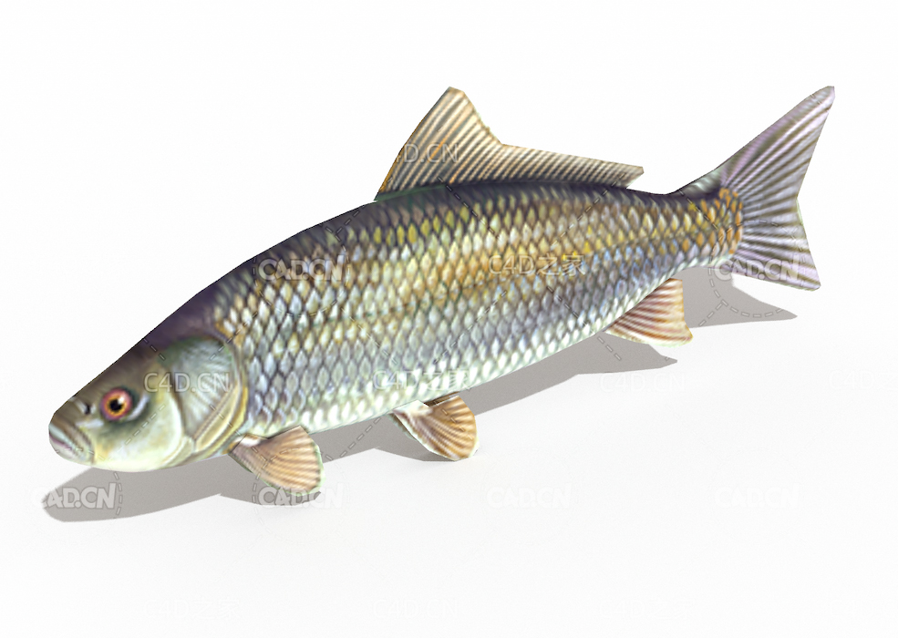 低面鱼C4D模型LOW POLY FISH 3D MODEL
