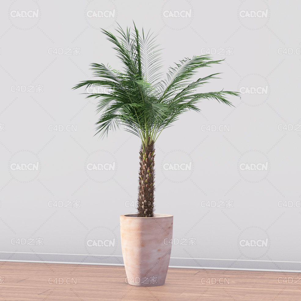 盆栽棕榈3D室内植物Palm in Pot 3D House Plant
