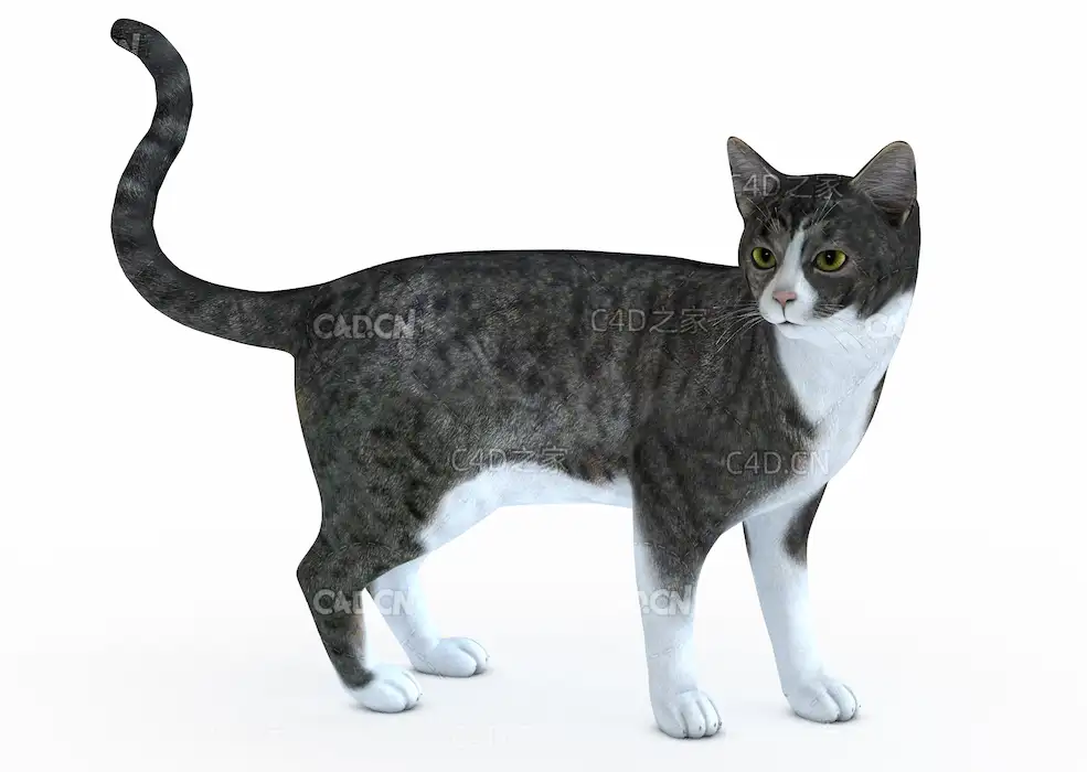 猫C4D模型Cat 3D Model