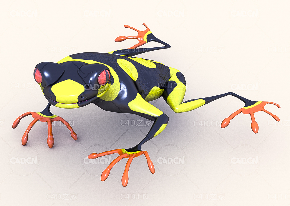 树蛙树蟾C4D模型Tree frog