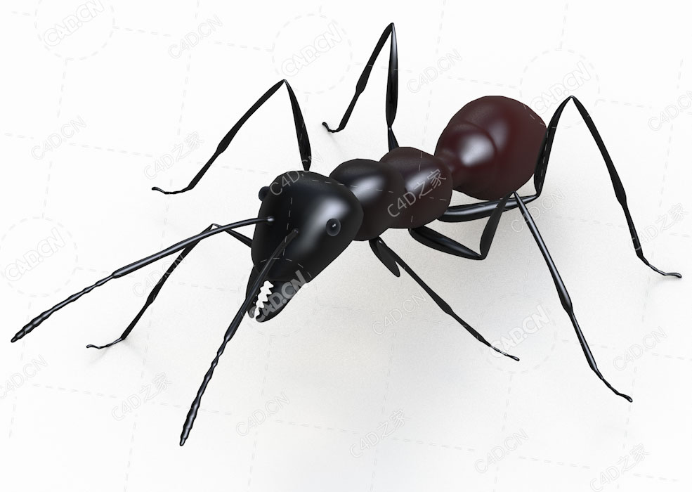 蚂蚁C4D模型ant