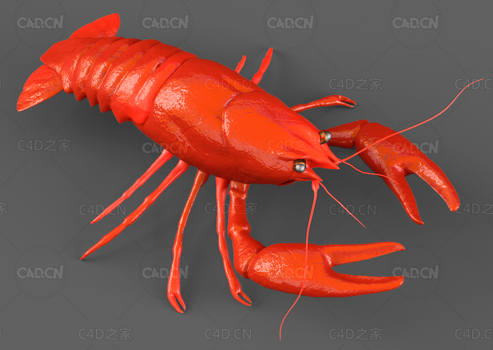 火红的小龙虾C4D模型下载astacus