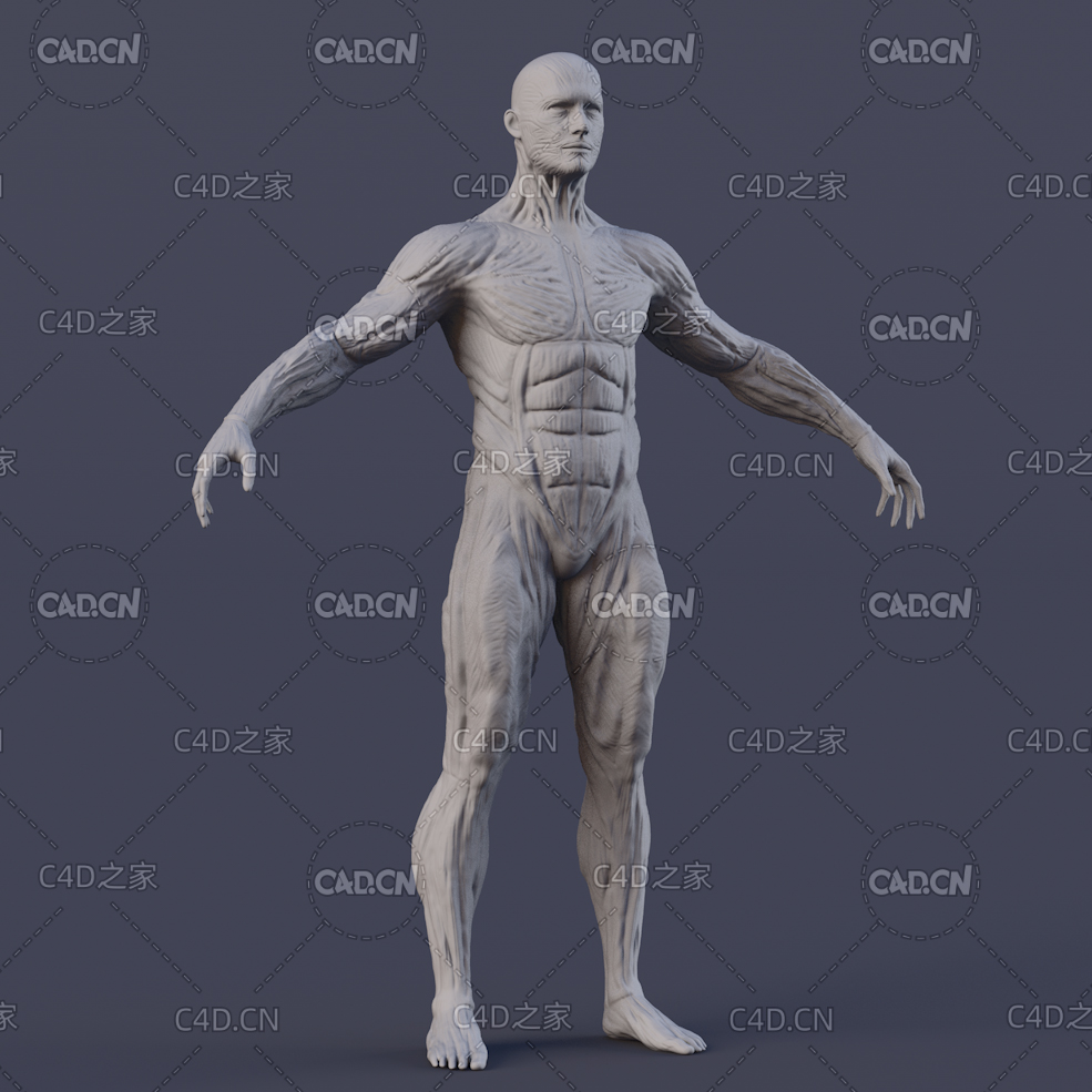 C4D男性人体肌肉组织雕刻模型Anatomy