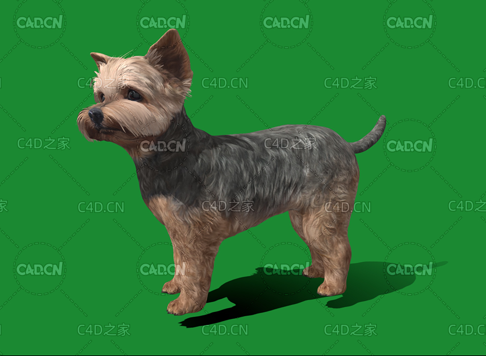 C4D约克夏犬宠物狗模型