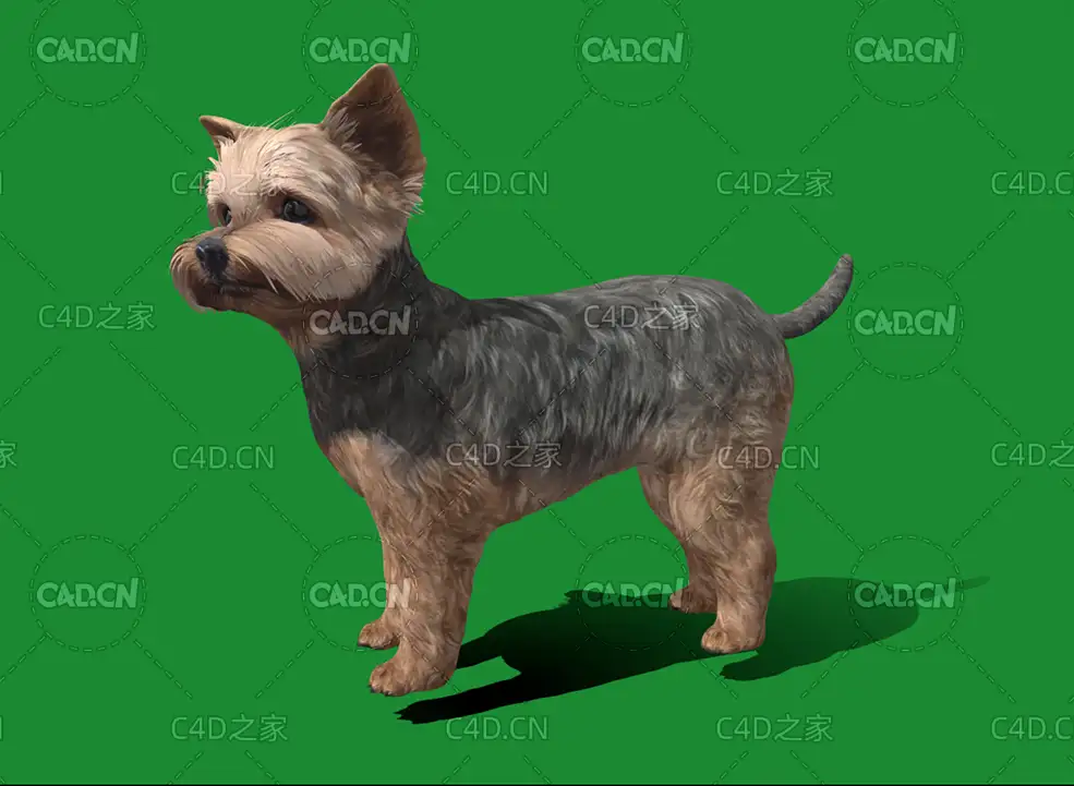 C4D约克夏犬宠物狗模型