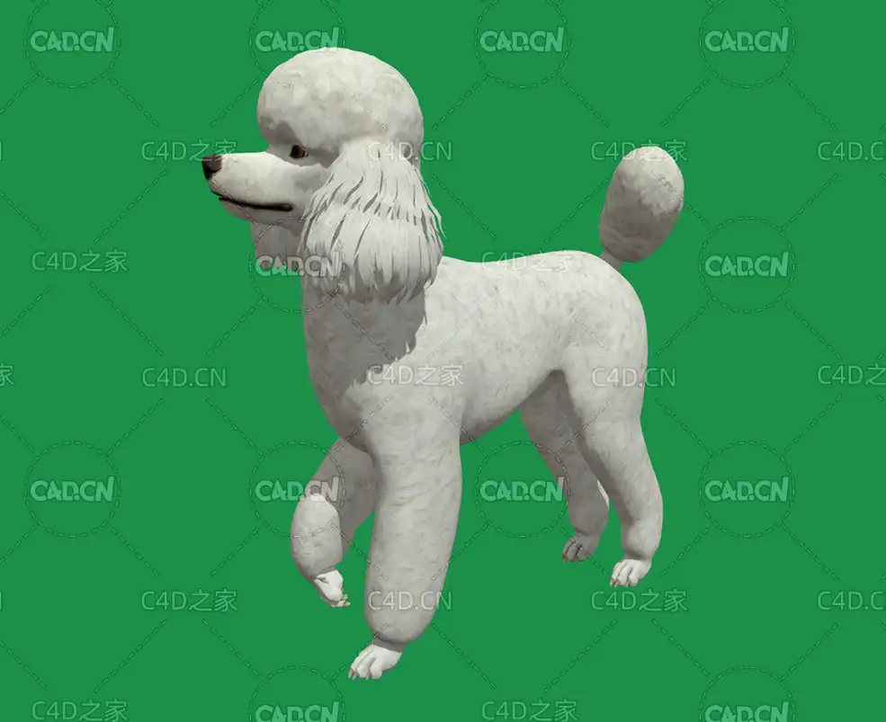 贵宾犬C4D动画模型Poodle Dog
