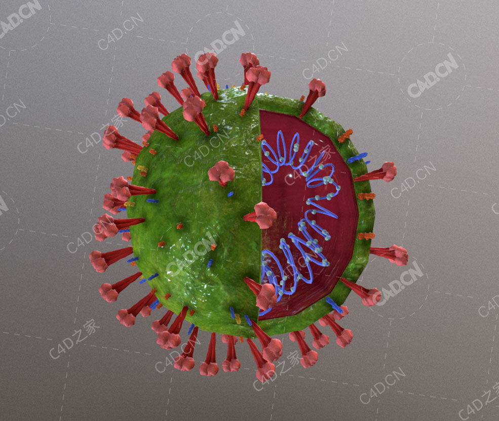 病毒核切片内核结构模型coronaCel