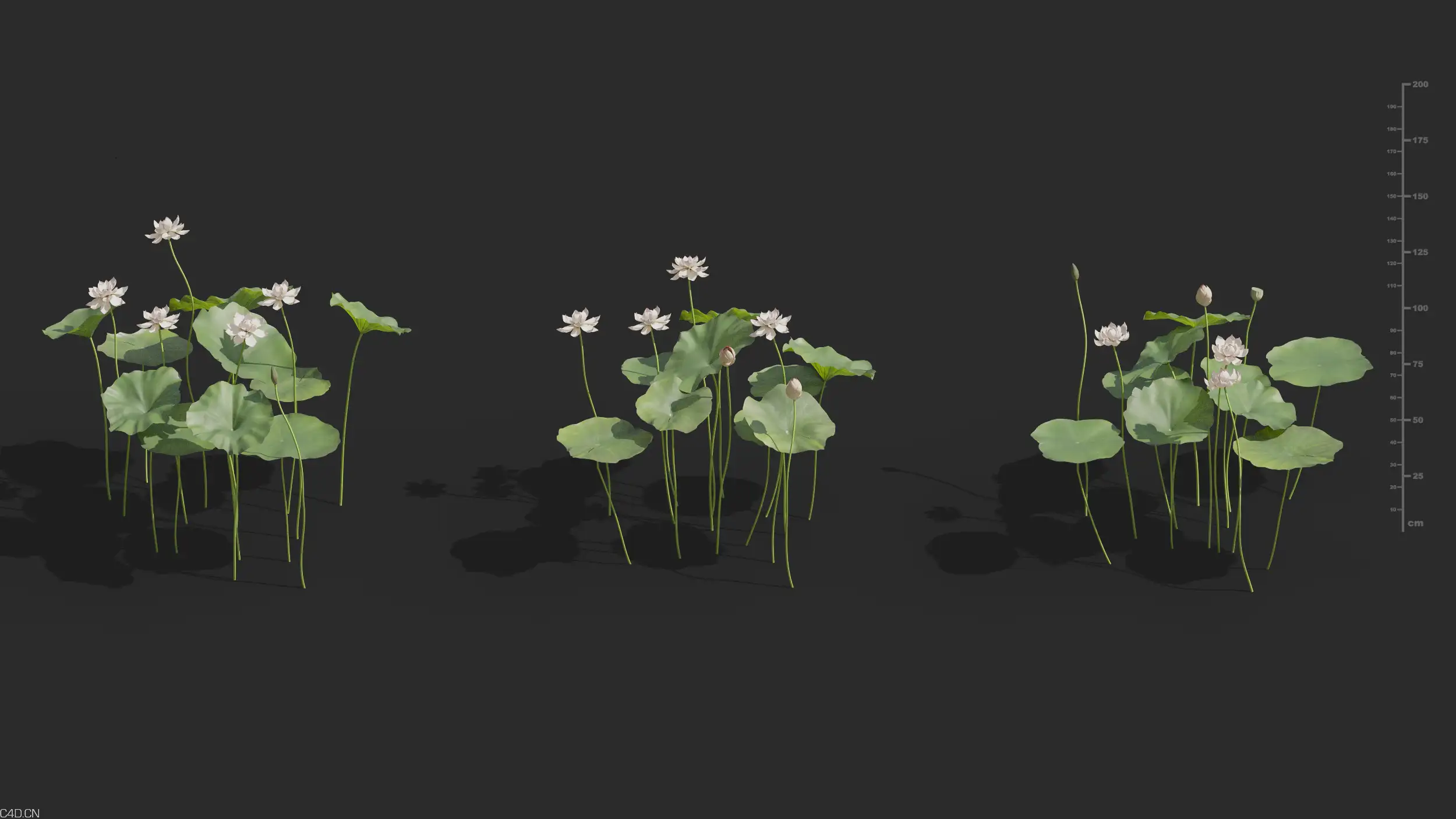 荷花模型渲染 - C4D之家 - MT_PM_V69_Nelumbo_nucifera_01_04------06.jpg