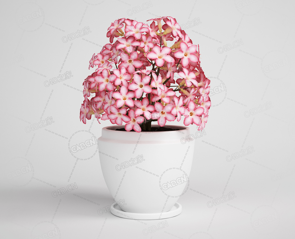 海棠花粉色小花盆栽室内花卉模型下载 - C4D之家 - 04.png