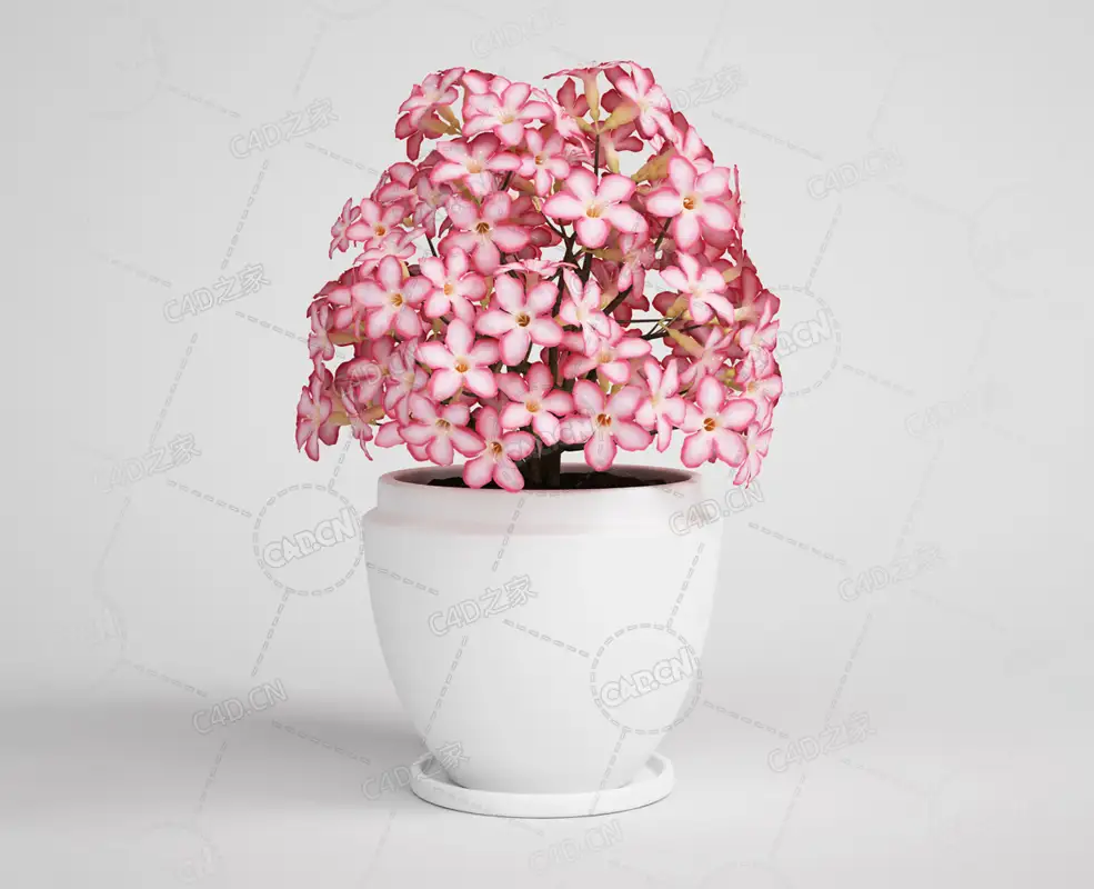 海棠花粉色小花盆栽室内花卉模型下载 - C4D之家 - 04.png