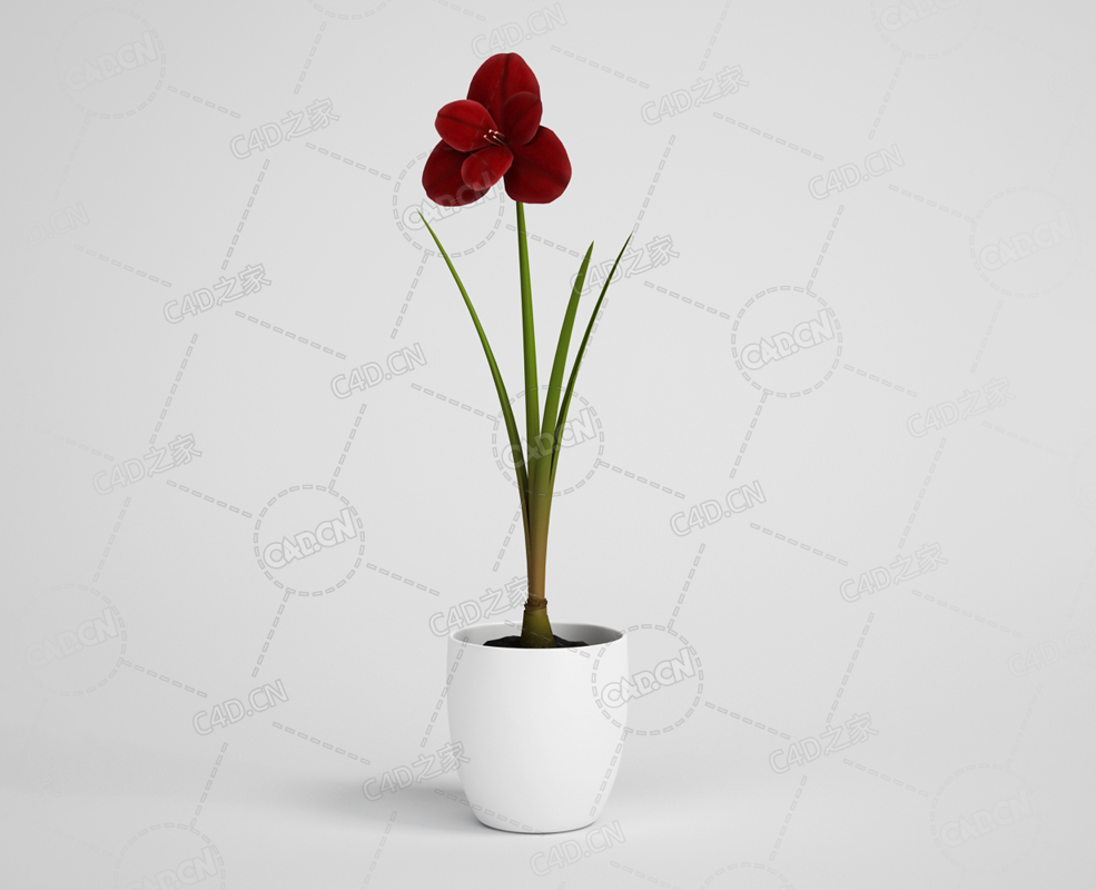 室内红色花卉盆栽模型下载 - C4D之家 - 06.png