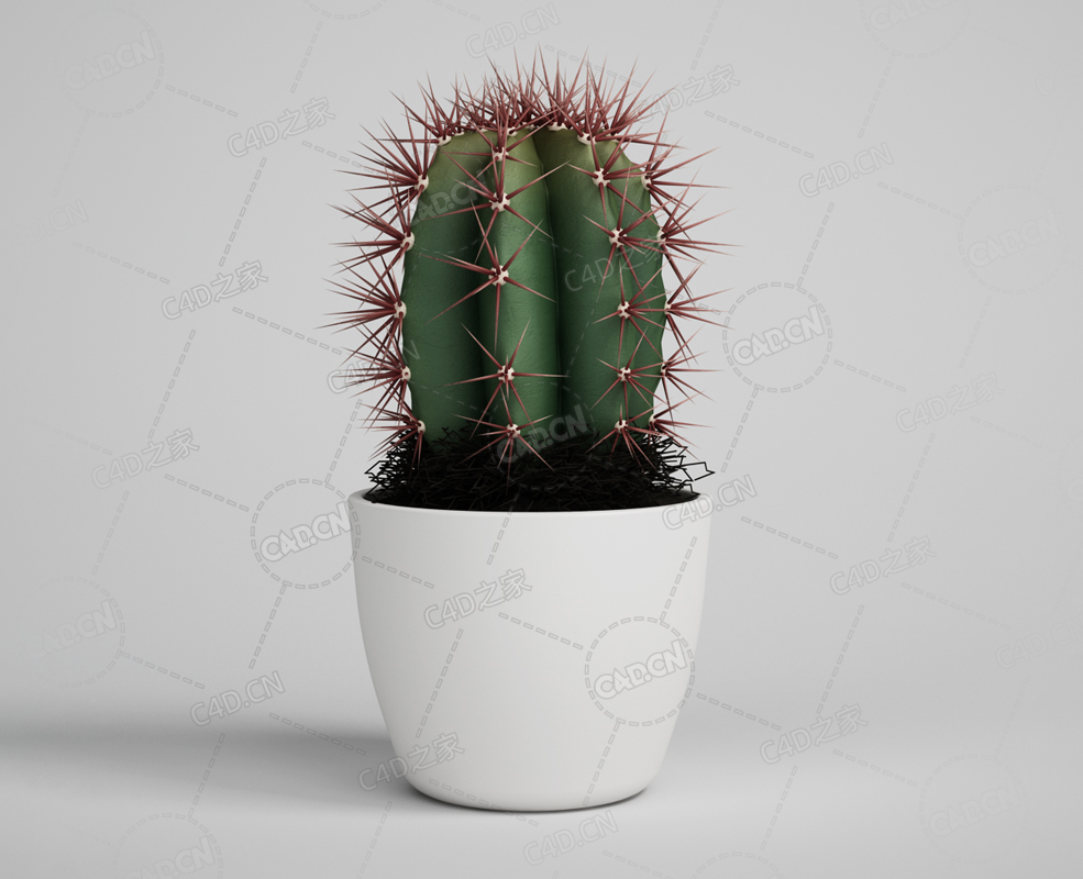 仙人指仙人掌绿植盆栽模型下载 - C4D之家 - 05.png