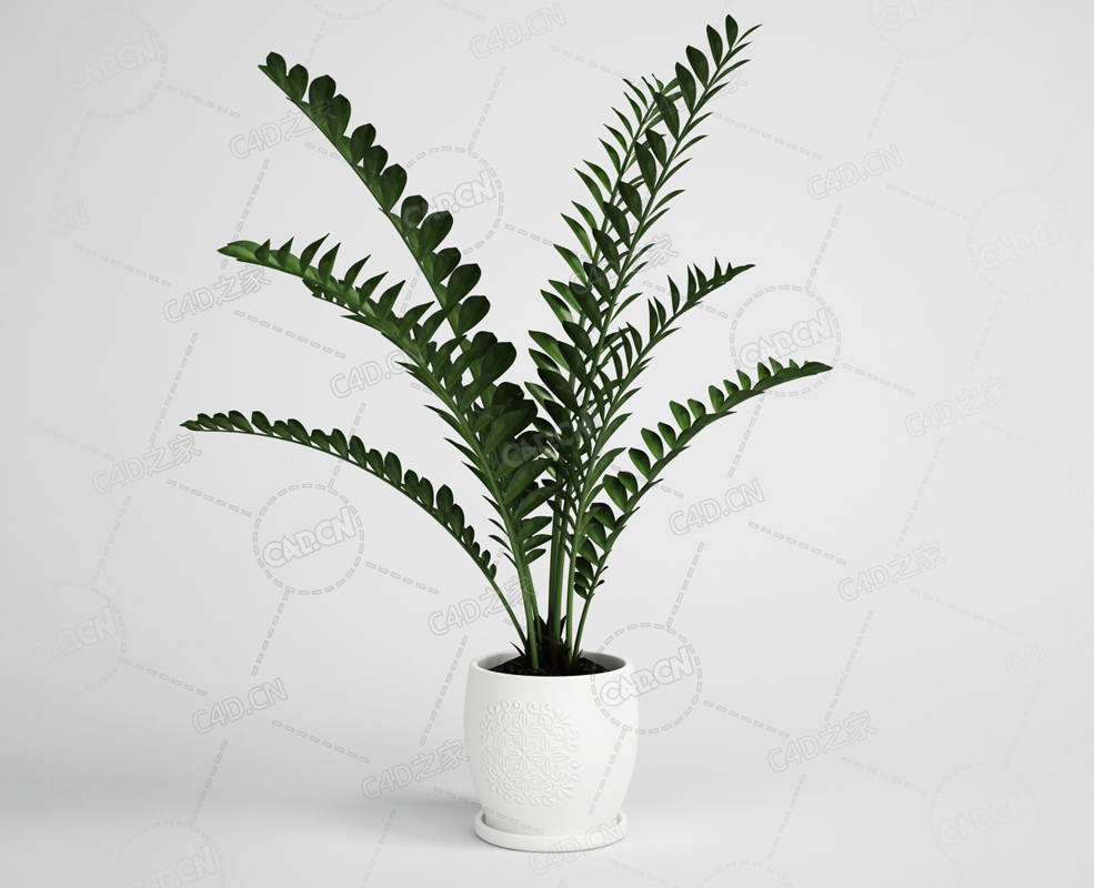 观叶植物金钱树室内绿植盆栽模型下载 - C4D之家 - 02.png