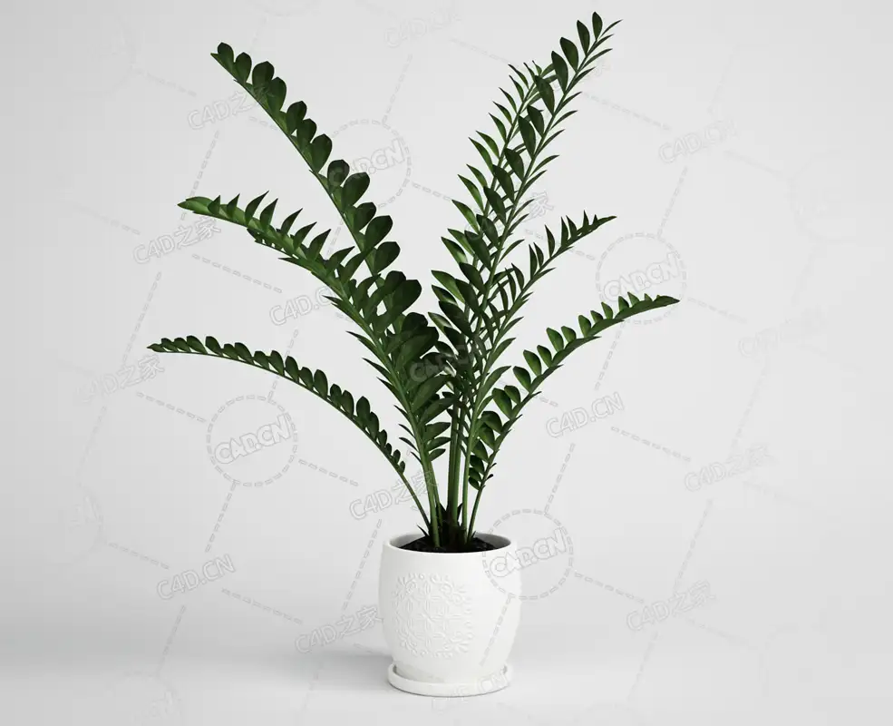 观叶植物金钱树室内绿植盆栽模型下载 - C4D之家 - 02.png