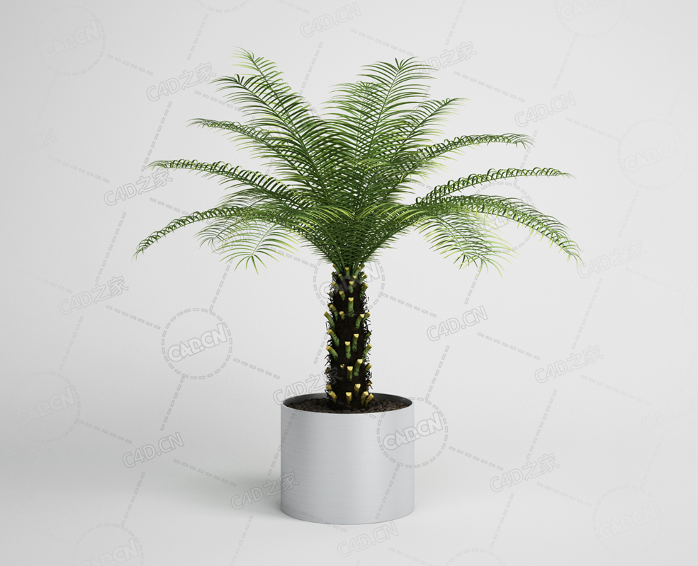 刺葵树铁树棕榈树盆栽景观植物模型下载 - C4D之家 - 10.png