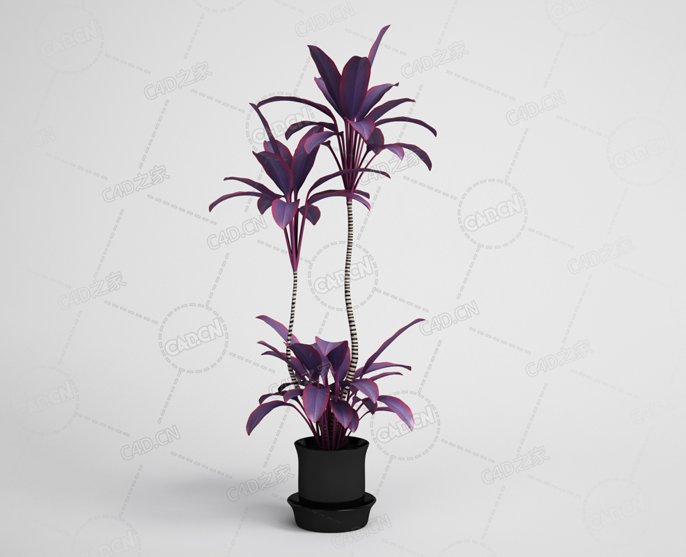 紫色叶子绿植朱蕉盆栽观赏植物模型下载 - C4D之家 - 13.png