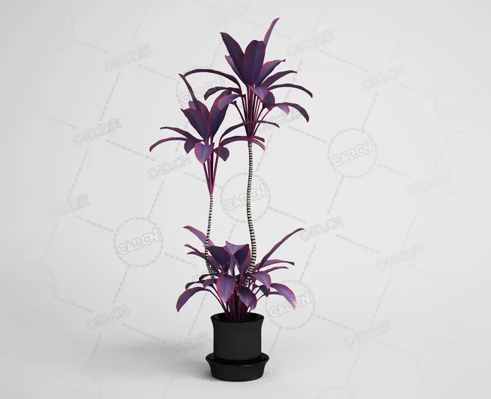 紫色叶子绿植朱蕉盆栽观赏植物模型下载 - C4D之家 - 13.png