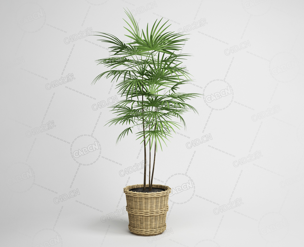 棕竹观赏绿植室内盆栽植物模型下载 - C4D之家 - 16.png