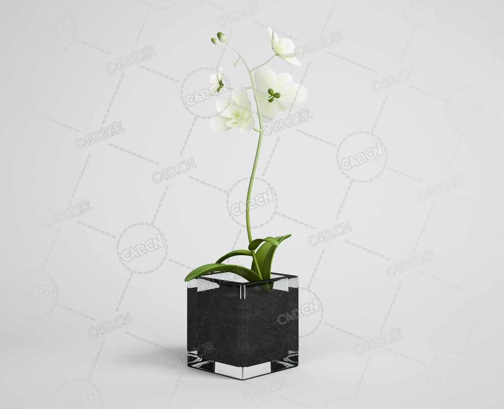 米白色蝴蝶兰花卉室内花卉模型下载 - C4D之家 - 14.png