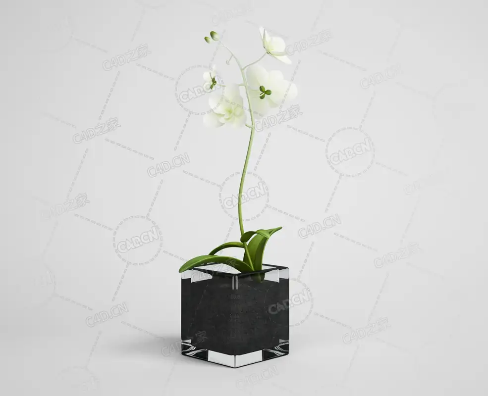 米白色蝴蝶兰花卉室内花卉模型下载 - C4D之家 - 14.png