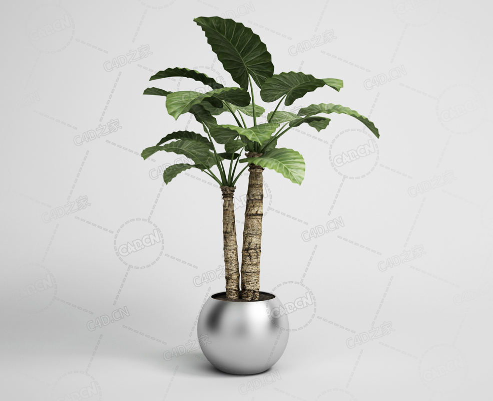 南方阔叶植物海芋滴水观音景观绿植盆栽模型下载 - C4D之家 - 15.png